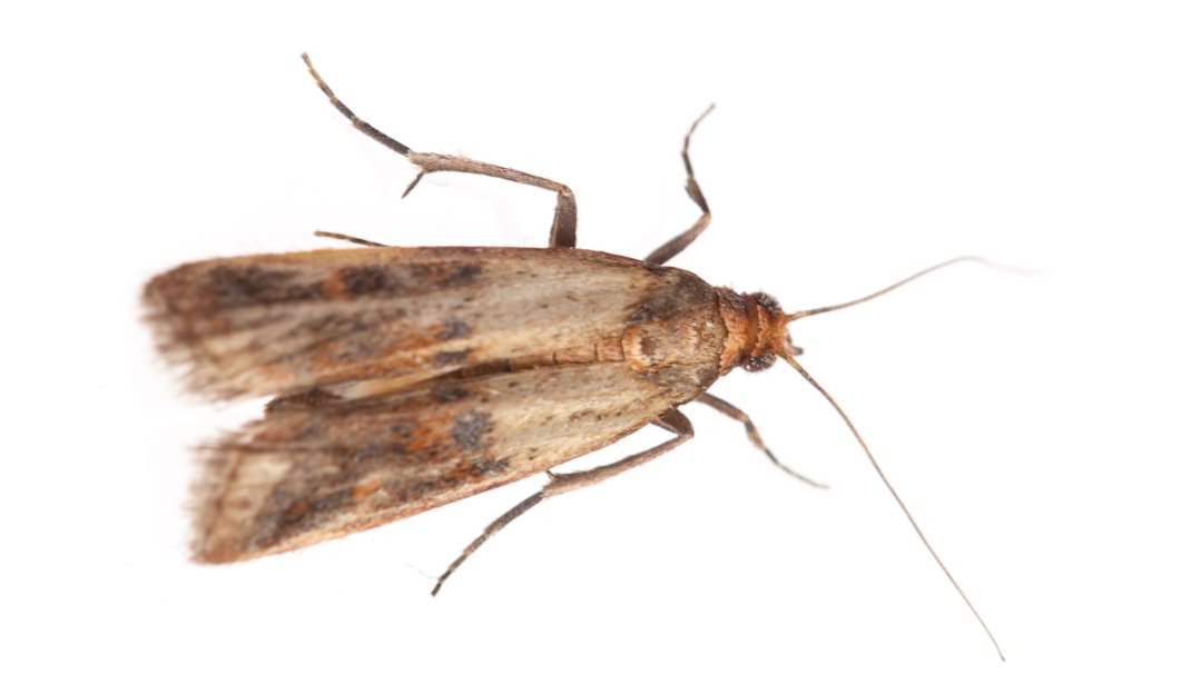 Case-Bearing Moth