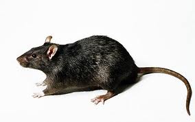 Black Rat (Rattus rattus)